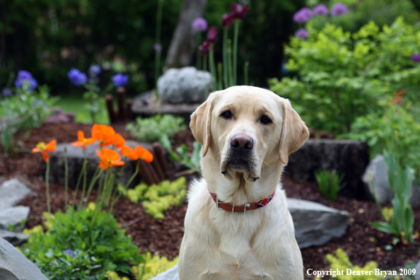 Yellow Labrador Retriever by flowers