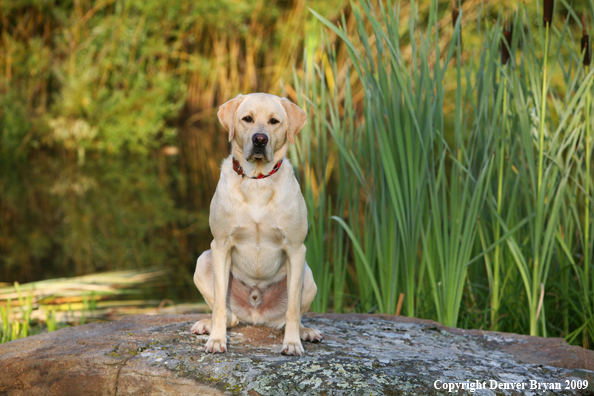 Yellow Labrador Retriever on rock