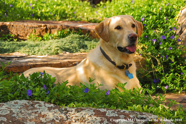 Yellow Labrador Retriever