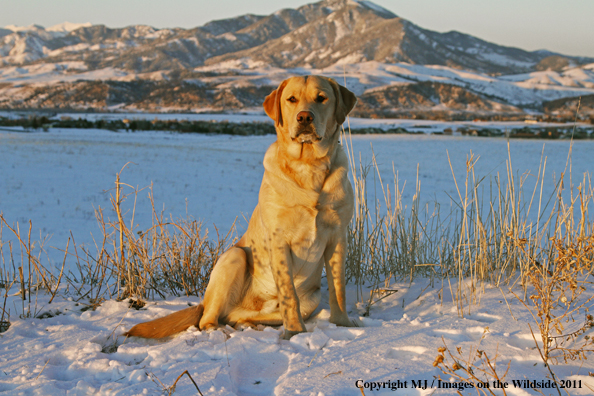 Yellow Labrador Retriever in winter