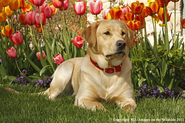 Yellow Labrador Retriever.