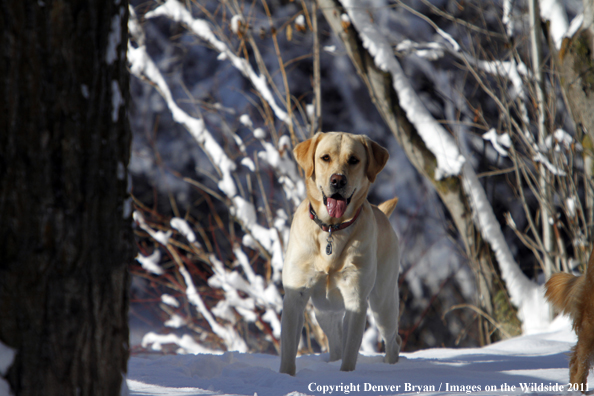 Yellow Labrador Retriever in snow. 