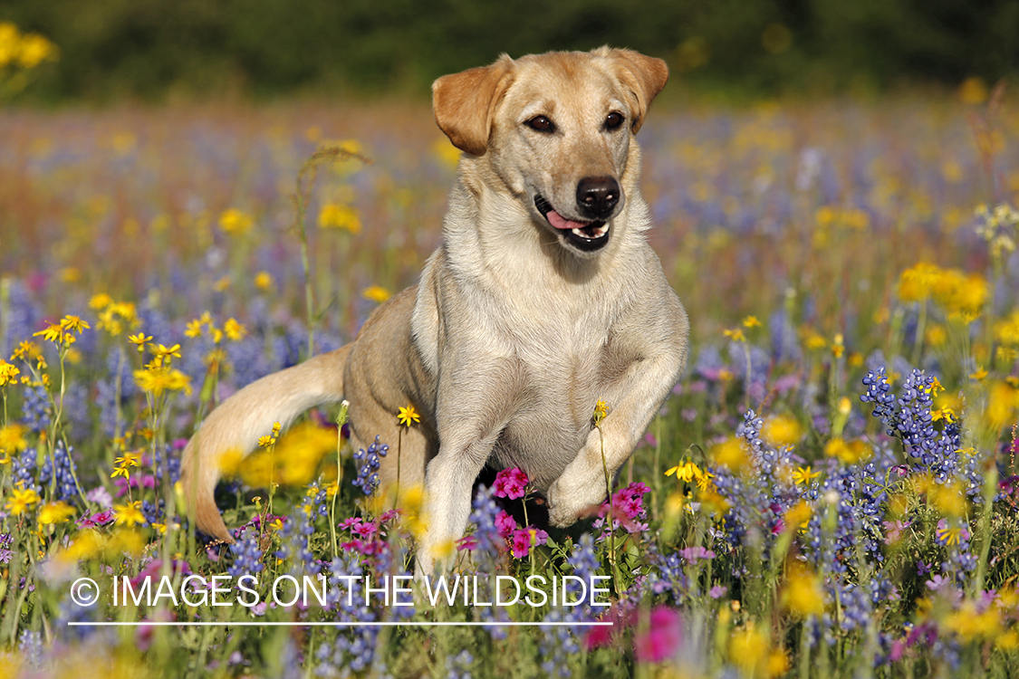 Yellow labrador retriever in field of wildflowers.