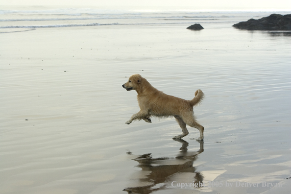 Golden Retriever on ocean beach.