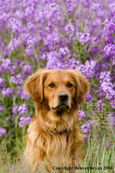 Golden Retriever with flowers.