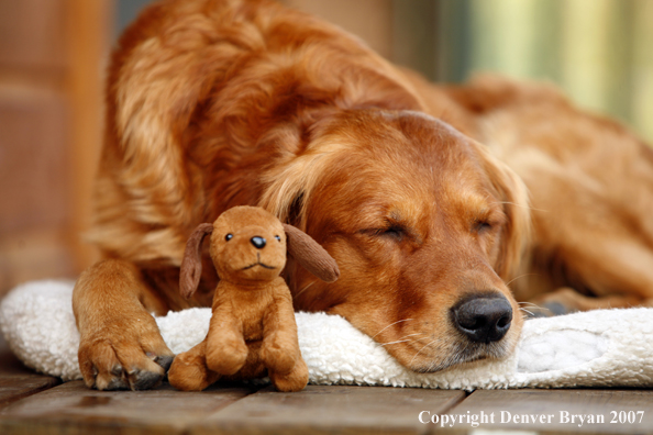Golden Retriever on porch with toy