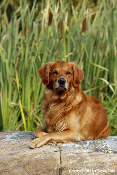Golden Retriever 