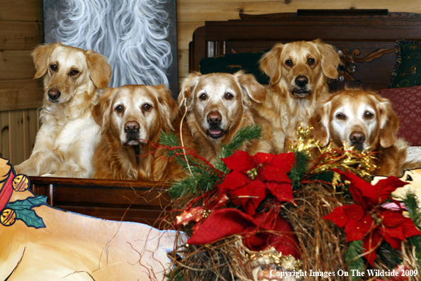 Christmas Golden Retrievers 