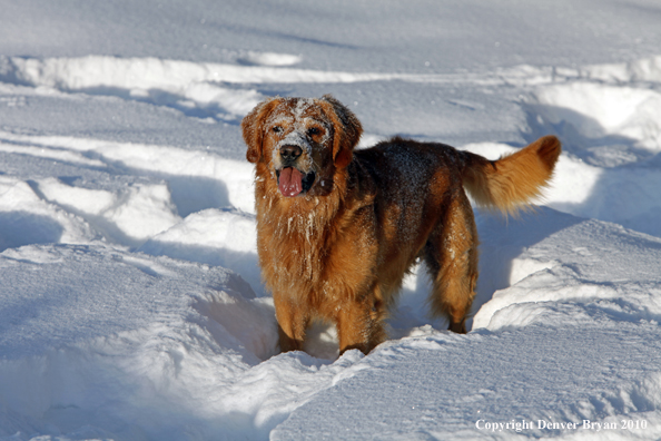 Golden retriever playing in snow.