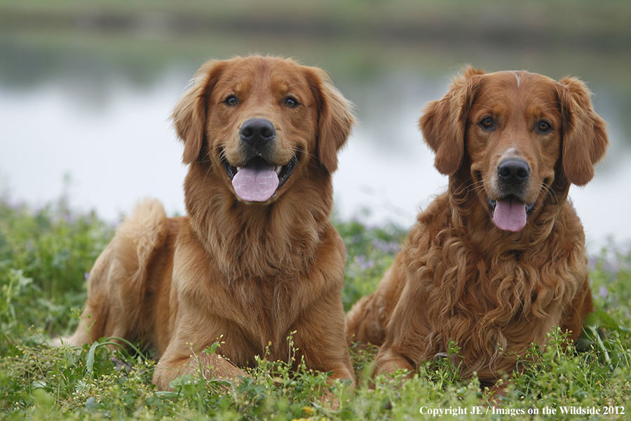 Golden Retrievers.