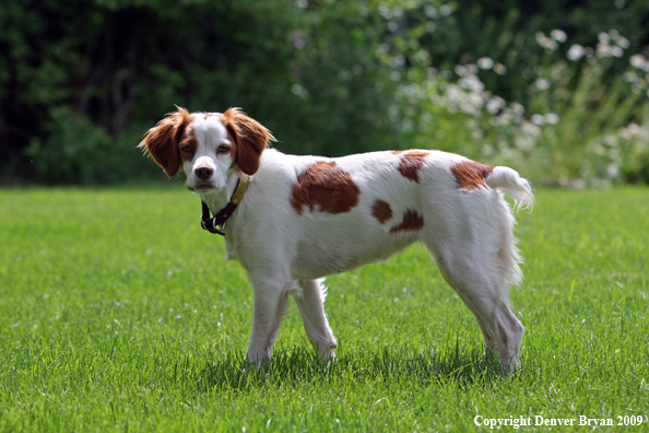 Brittany Spaniel in yard