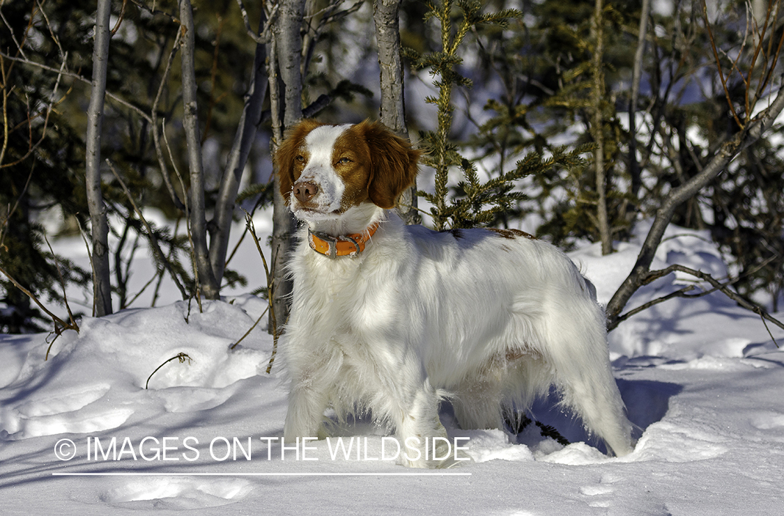 Brittany Spaniel in snow.