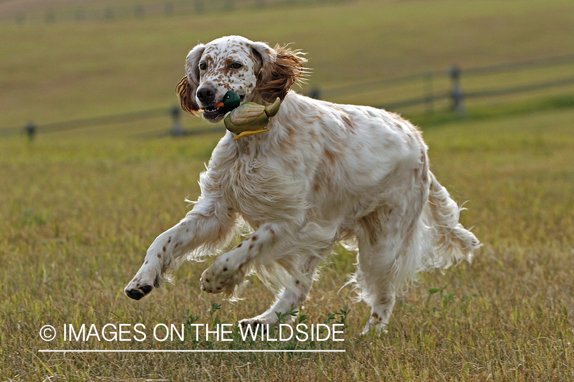 English Setter