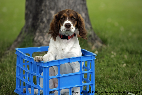 Springer Spaniel puppy in crate