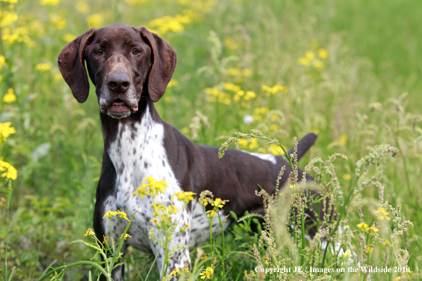 German Shorthair Pointer