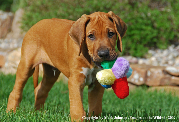 Rhodesian Ridgeback puppy in yard.