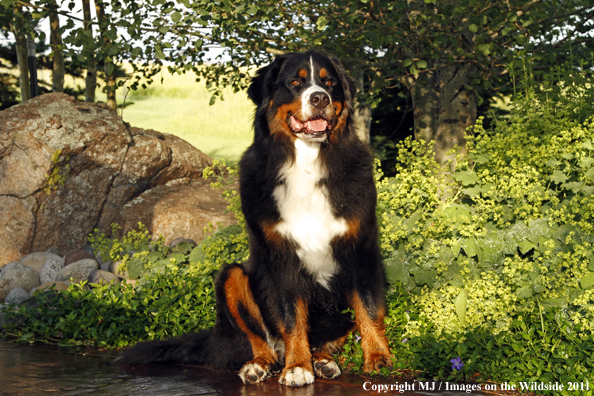 Bernese Mountain Dog. 