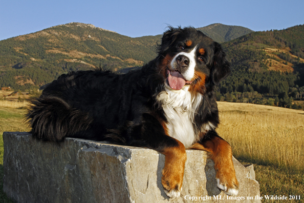 Bernese Mountain Dog.