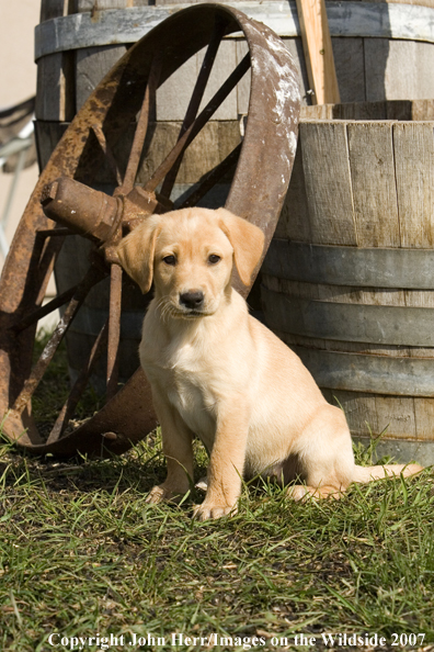 Yellow Labrador Retriever puppy.