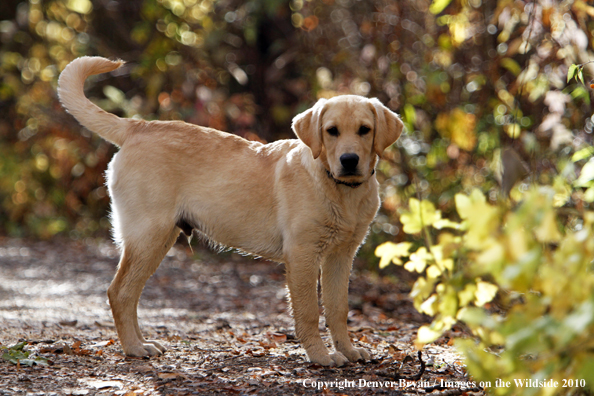 Yellow Labrador Retriever Puppy
