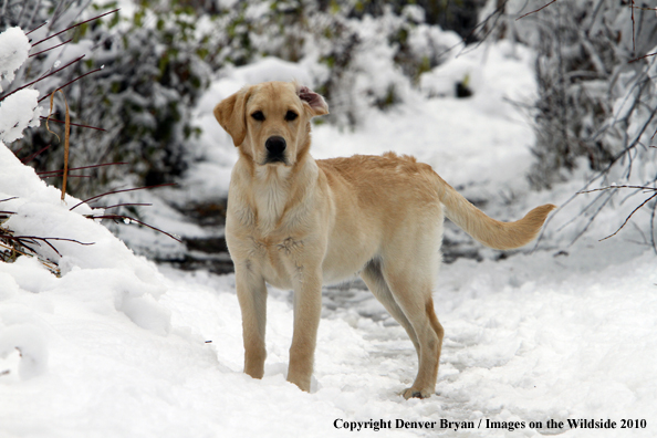 Yellow Labrador Retriever Puppy in the snow