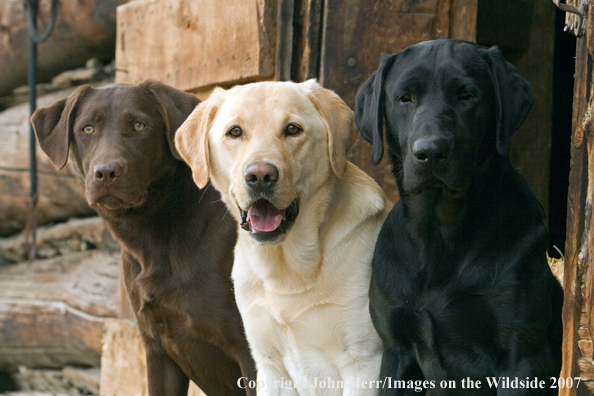Multi-colored labrador retrievers in field.