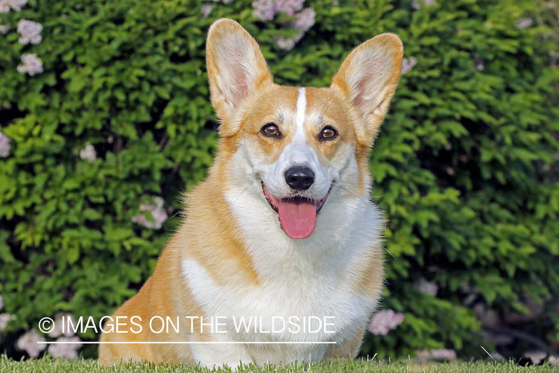 Welsh Corgi infront of flower bush.