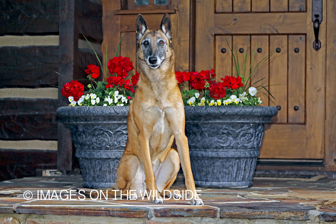 Belgian Shepard Malinois on porch by flower pots.