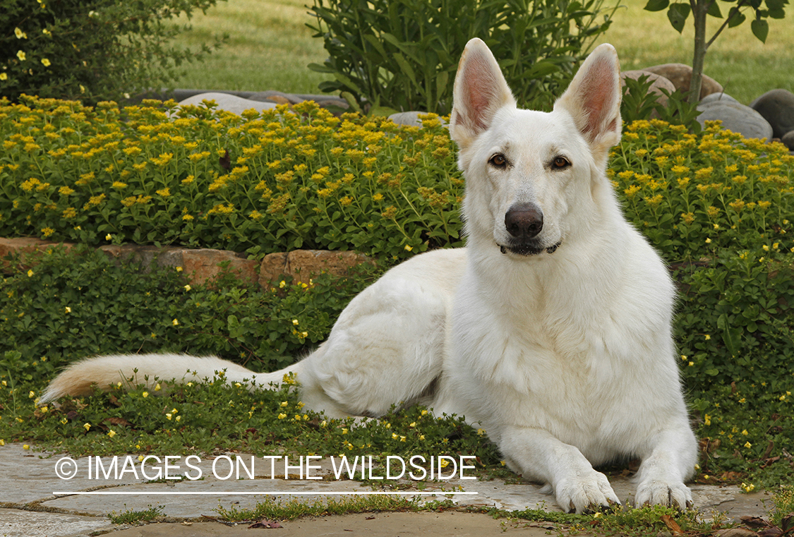 White German Shepherd