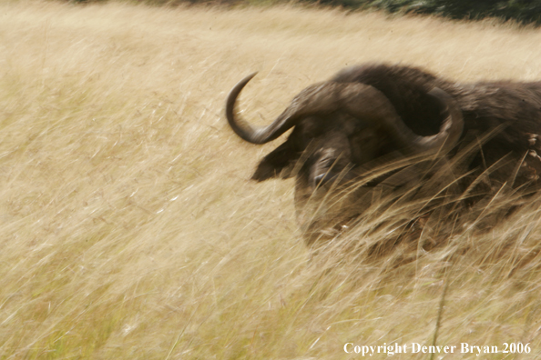 African Cape Buffalo running through field
