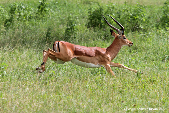 Impala buck running (Africa).