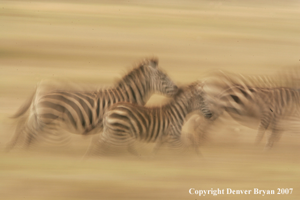 Burchell's Zebra 