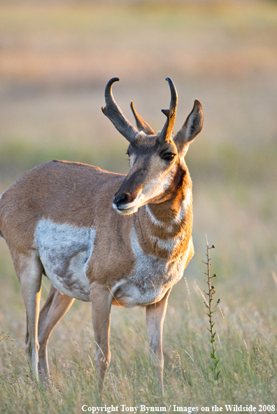 Antelope Buck in field