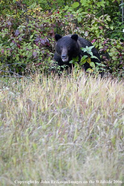 Brown bear in habitat.