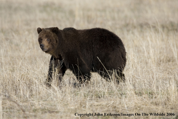 Grizzly bear in habitat.
