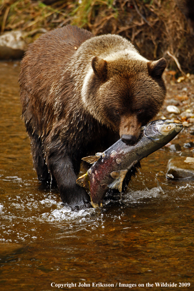 Brown/Grizzly Bear in habitat