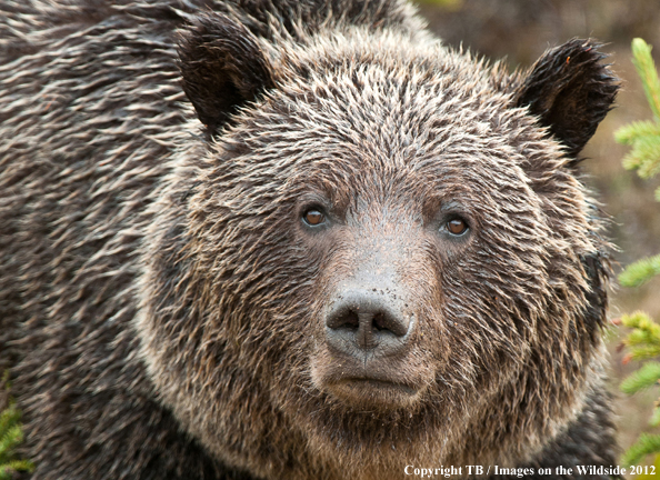 Grizzly Bear in habitat (Original Image #00060-018.21D).