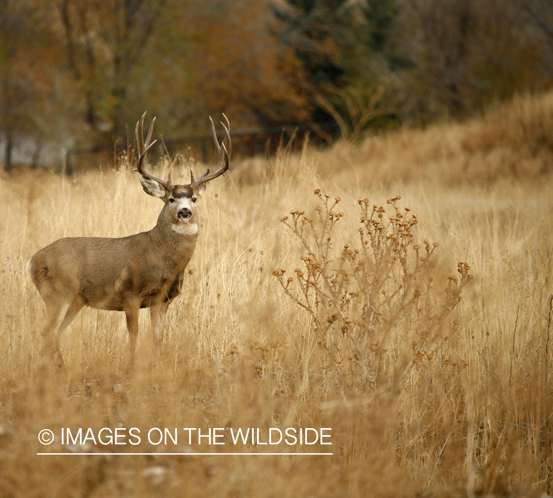 Mule deer in habitat