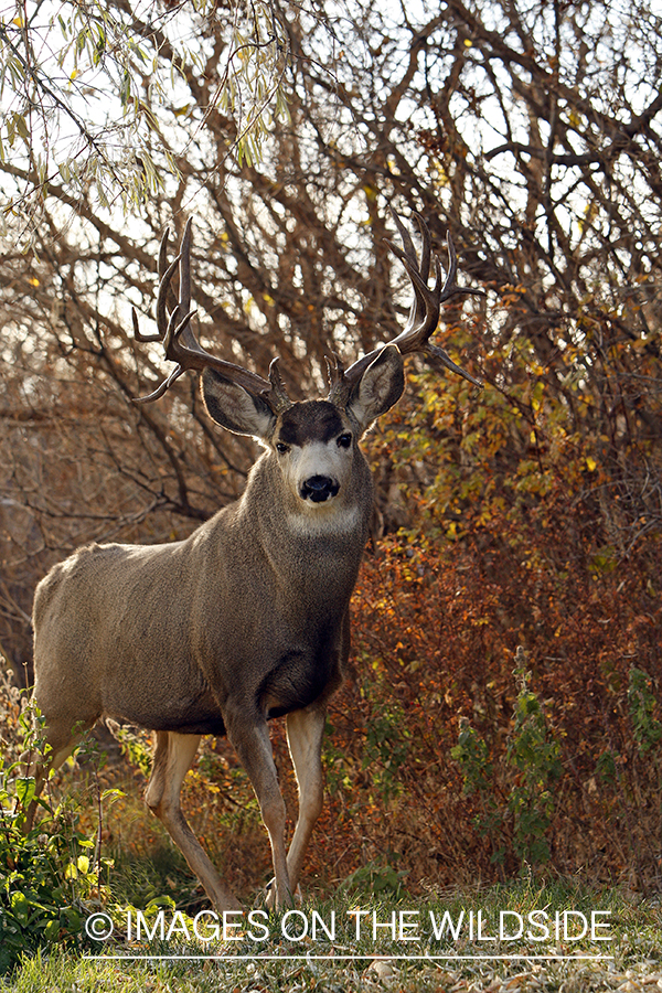 Mule deer 