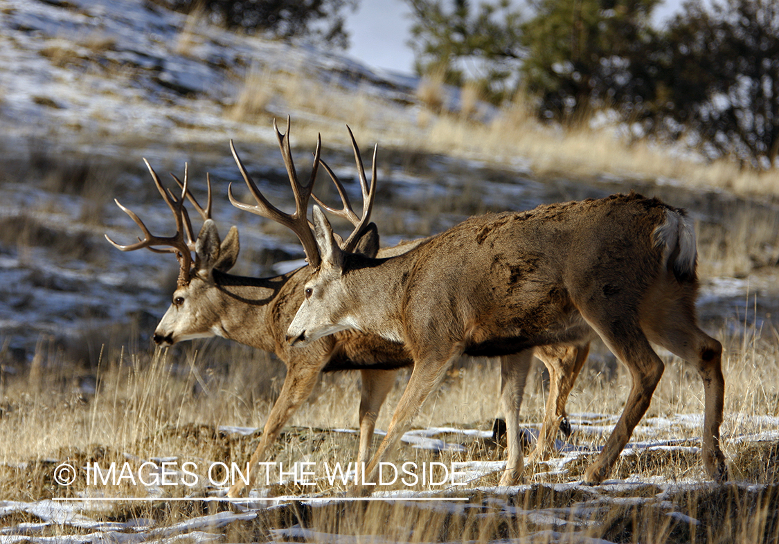 Mule deer 