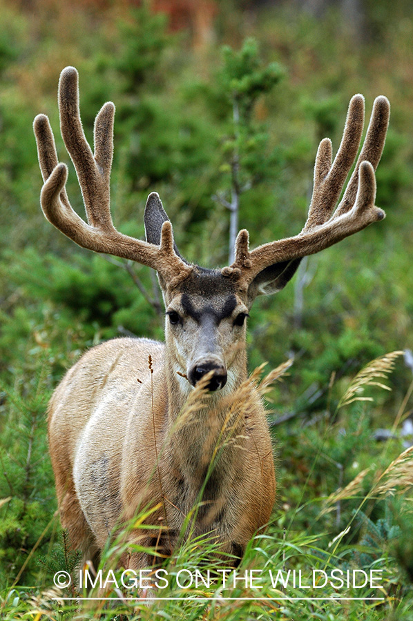 Mule deer 