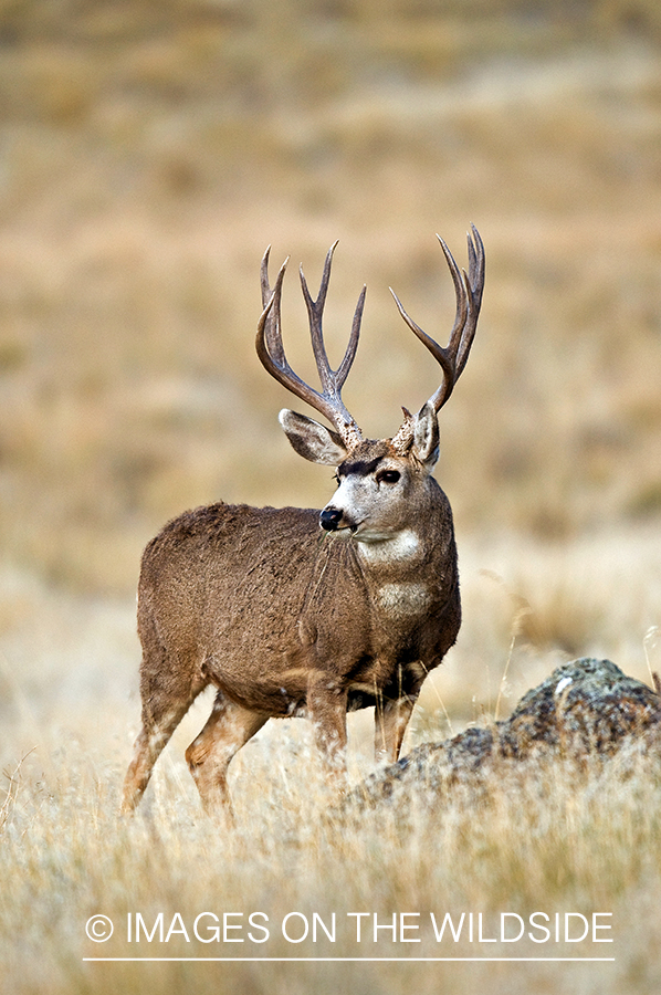 Mule Buck in Field 