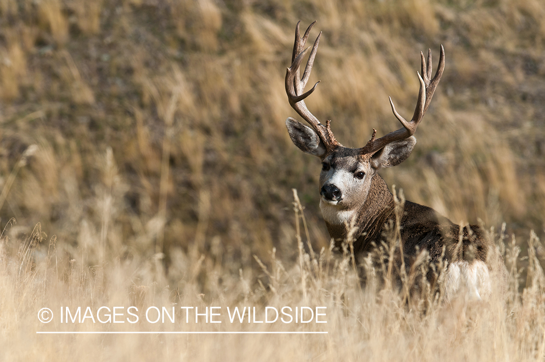 Mule Deer in habitat.