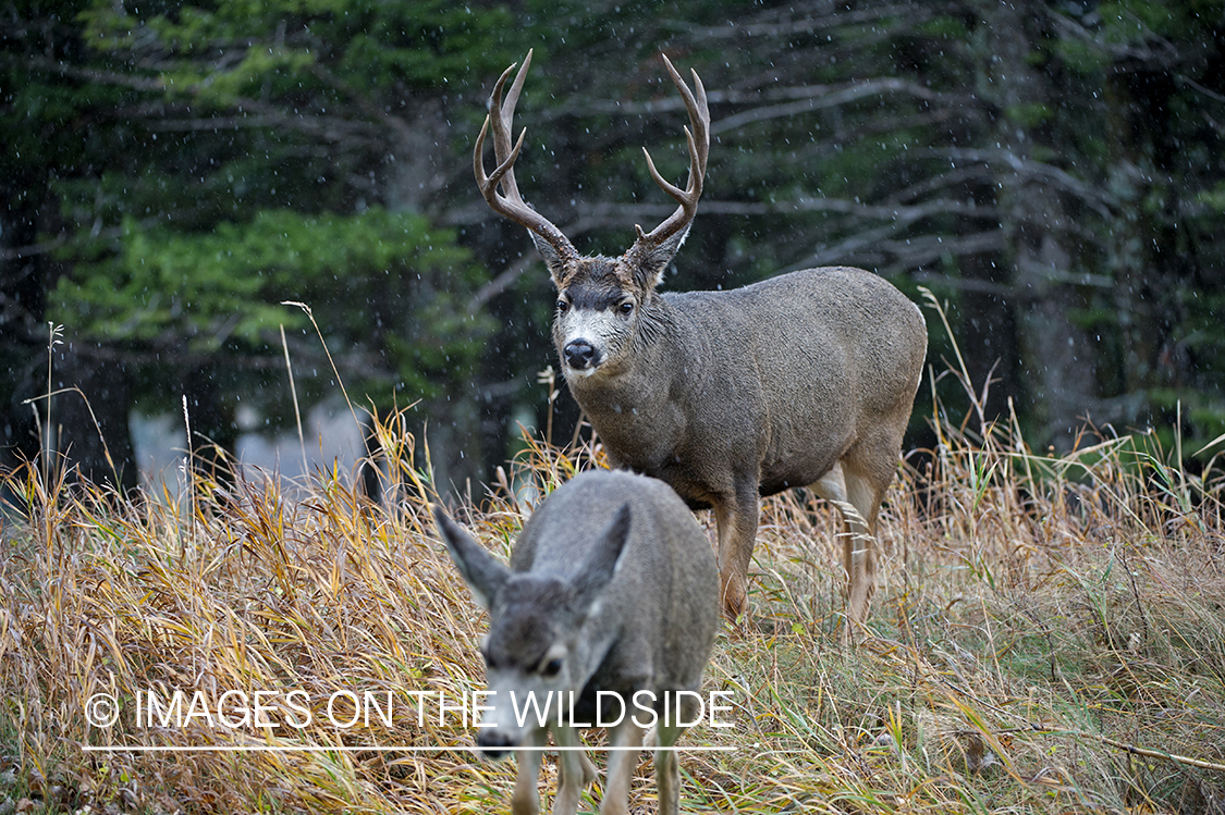 Mule deer buck pursuing doe.