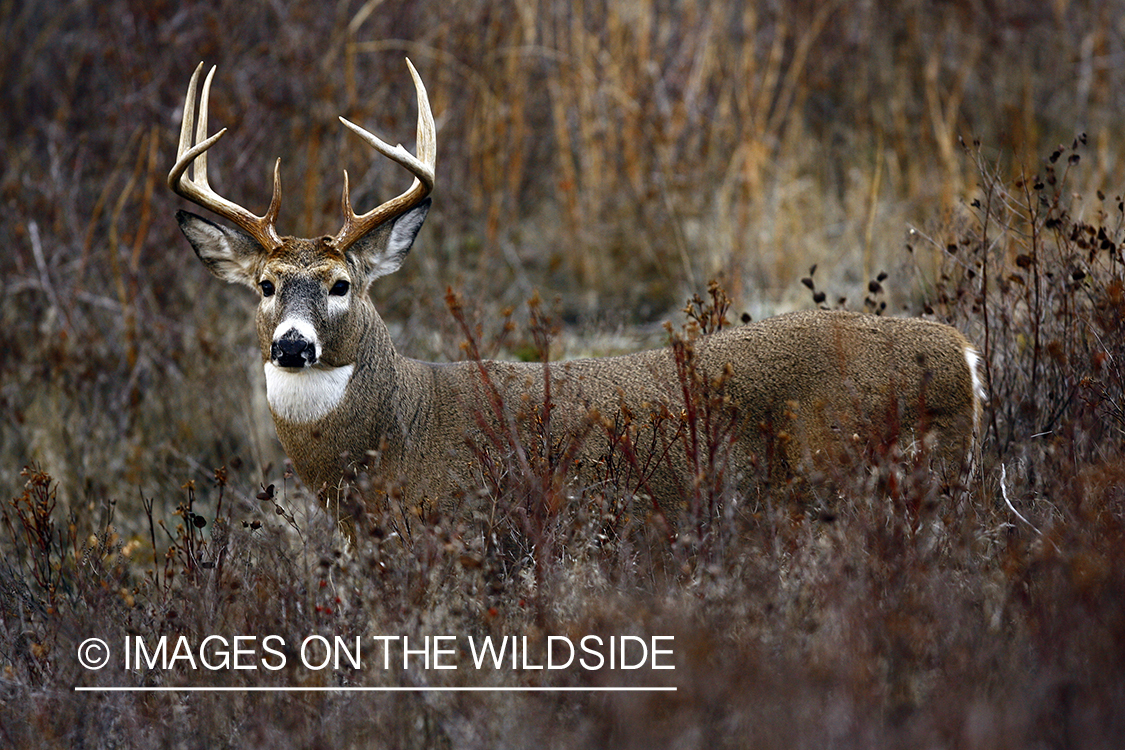 Whitetail Buck