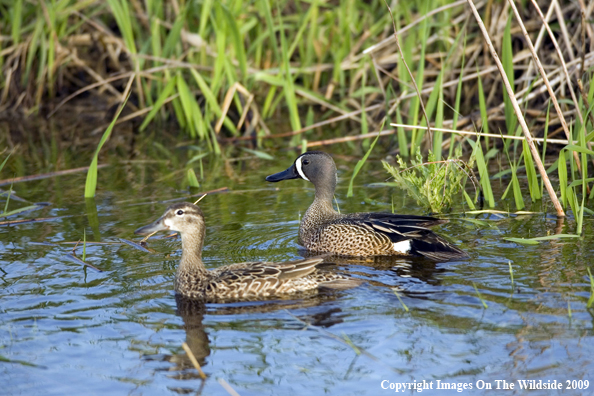 Blue-winged Teals on water