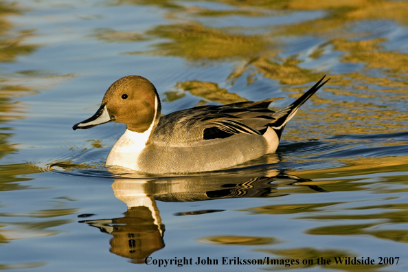 Pintail duck