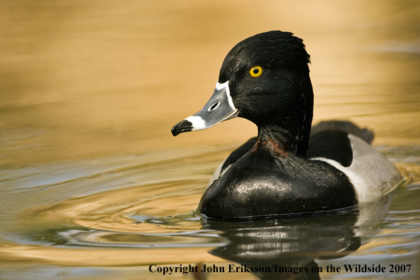 Ring-necked duck