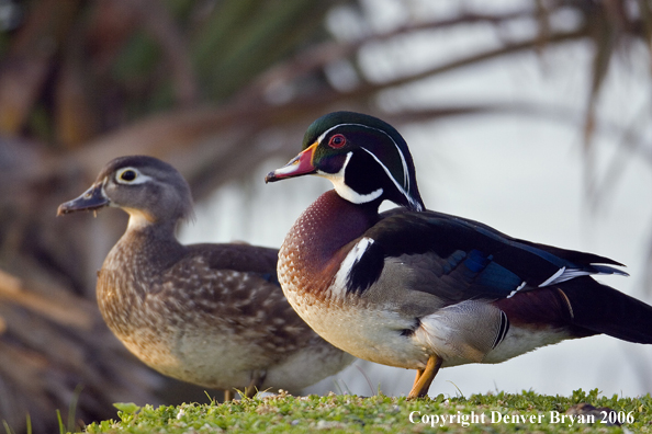Wood duck pair.