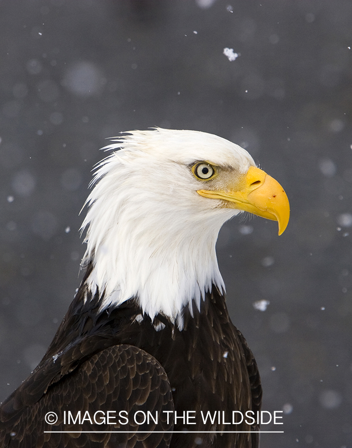 Bald Eagle in snowfall.